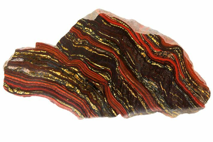 Polished Tiger Iron Stromatolite - Billion Years #129457